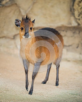 Red-Flanked Duiker photo