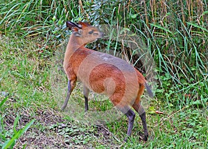 Red-flanked Duiker, a tiny antelope