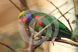 Red-flanked lorikeet photo