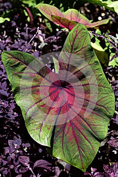 Red Flash caladium leaf close up