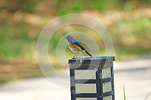 Red flashed Bush Robin