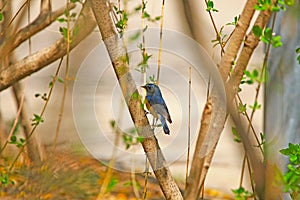 Red flashed Bush Robin