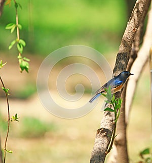 Red flashed Bush Robin