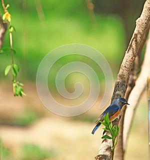 Red flashed Bush Robin