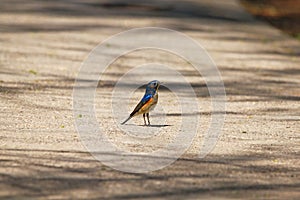 Red flashed Bush Robin