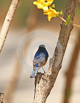 Red flashed Bush Robin