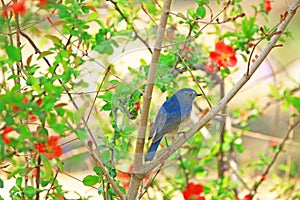 Red flashed Bush Robin