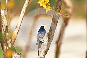 Red flashed Bush Robin