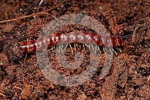 Red Flat-backed Millipede