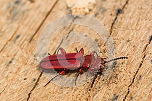Red Flat Bark Beetle