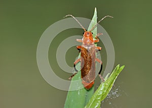 Red Flat Bark Beetle