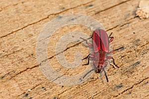 Red Flat Bark Beetle