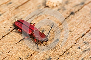 Red Flat Bark Beetle