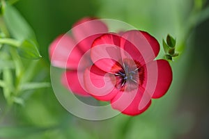 Red Flax Flowers, Linum usitatissimum