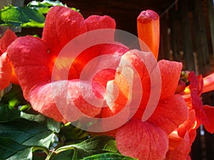 Red fleshy flowers growing on a tree in the wild