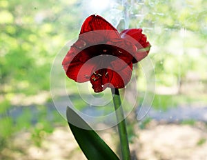 Red fleshy flowers growing on a tree in the wild