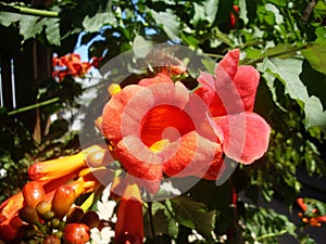 Red fleshy flowers growing on a tree in the wild