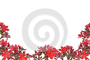 Red floral design border