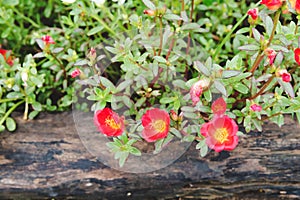 Red Floral in garden in thailand