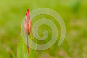 Red Florosa tulip