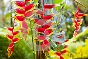 Red Flover pattern, tropical flowers background. Lobster claw, Heliconia Rostrata flower. Heliconia rostrata, the