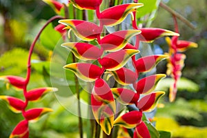 Red Flover pattern, tropical flowers background. Lobster claw, Heliconia Rostrata flower. Heliconia rostrata, the