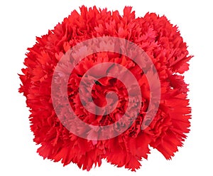 Red flowe carnation isolated on white