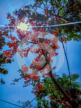 Red flowe tree  is beautiful scenery