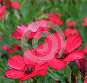 Red flower