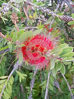 Red flower