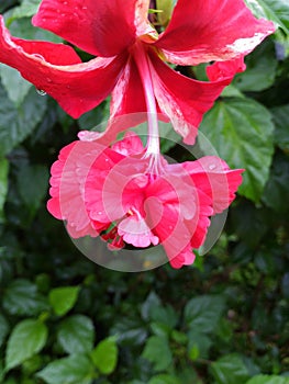 red flower 2