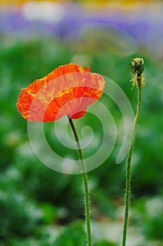 Red flower