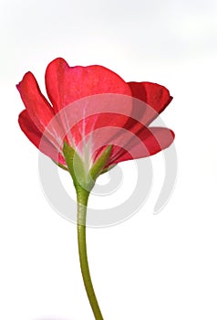 Red flower