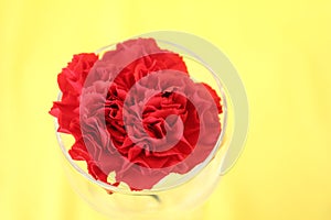 Red flower