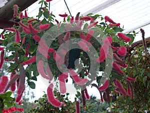 Red flower Acalypha plant