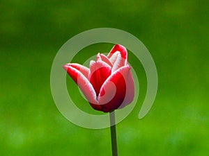 A red flower against a green, grassy background