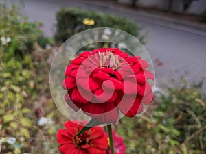 Red flower against street view backdrop with green bushes