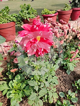 Red flower in all glory in garden with distinctive white edges