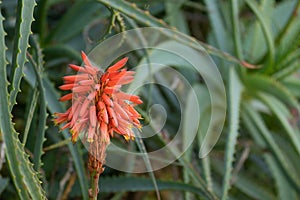 Red flower of an Aloe vera tropical plants close up