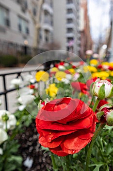 Red Flower along a Sidewalk during Spring in Greenwich Village of New York City