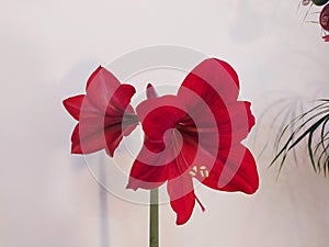 Red flower of Amarillis or Hippeastrum