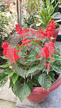 Red flower amazing live plants in rajnagar madhubani bihar india