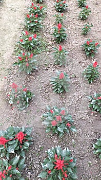 Red flower amazing live plants in rajnagar madhubani bihar india