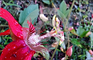 Red flower with ant in garden with green background.