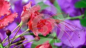 Red flower Anthers on a purple background photo