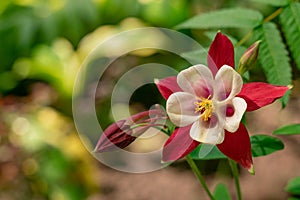 Red flower of Aquileia Columbine close-up