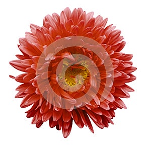 Red flower Aster on a white isolated background with clipping path. Flower for design, texture, postcard, wrapper. Closeup.