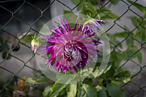 Red flower asters caught on the fence of the garden