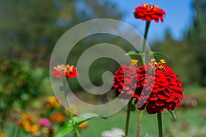 Red flower Aug background.