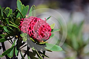 Red flower of the Australian Braidwood Brilliant Waratah